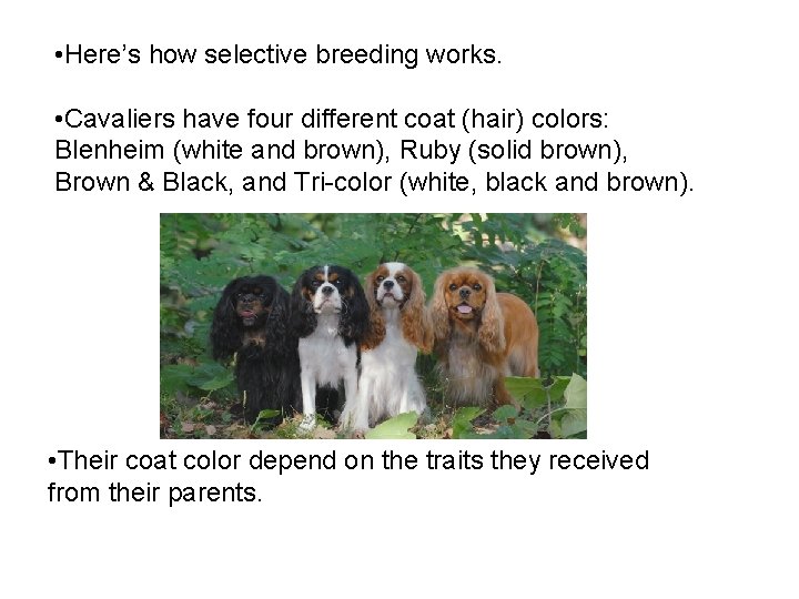  • Here’s how selective breeding works. • Cavaliers have four different coat (hair)