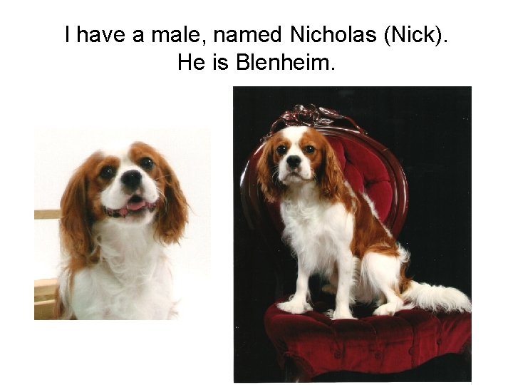 I have a male, named Nicholas (Nick). He is Blenheim. 