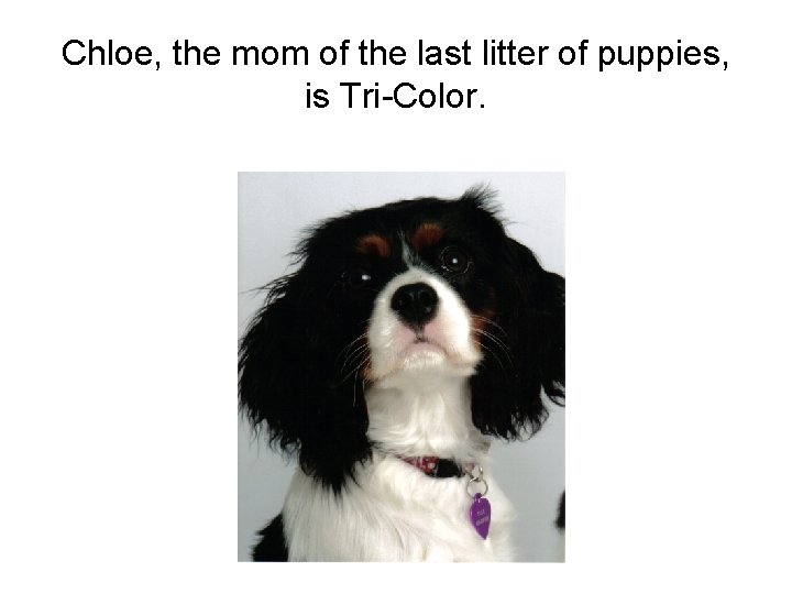 Chloe, the mom of the last litter of puppies, is Tri-Color. 