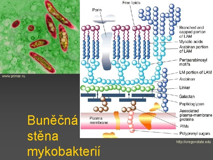 www. primer. ru Buněčná stěna mykobakterií http: //oregonstate. edu 