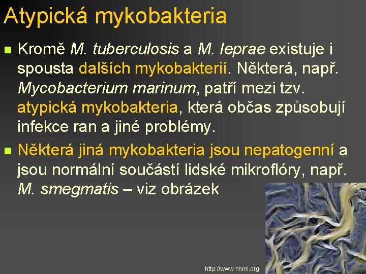 Atypická mykobakteria n n Kromě M. tuberculosis a M. leprae existuje i spousta dalších