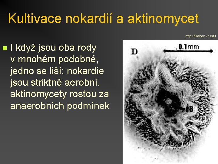 Kultivace nokardií a aktinomycet http: //filebox. vt. edu n I když jsou oba rody
