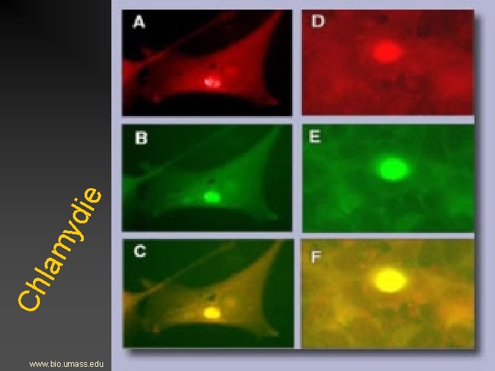 ie yd lam Ch www. bio. umass. edu 