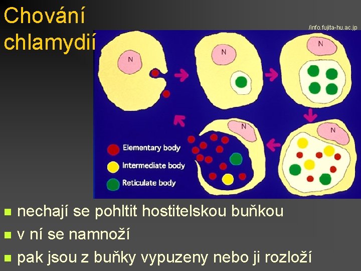 Chování chlamydií n n n /info. fujita-hu. ac. jp nechají se pohltit hostitelskou buňkou