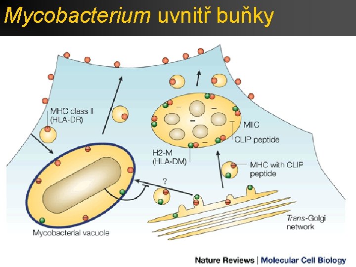 Mycobacterium uvnitř buňky 