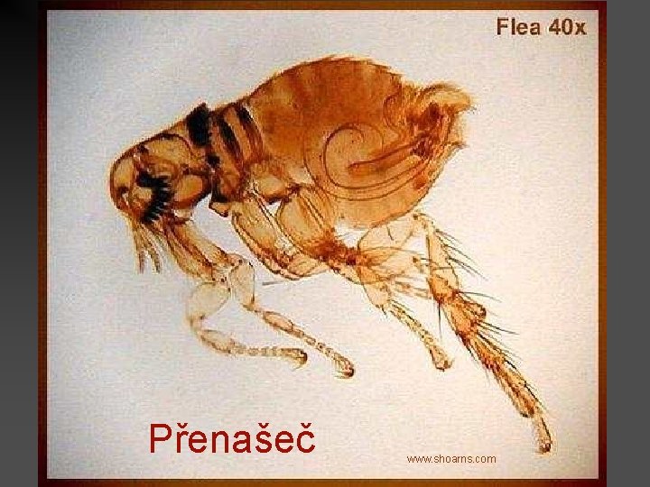 Přenašeč www. shoarns. com 