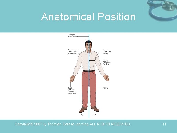Anatomical Position Copyright © 2007 by Thomson Delmar Learning. ALL RIGHTS RESERVED. 11 