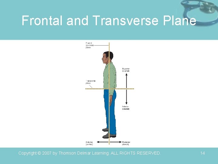 Frontal and Transverse Plane Copyright © 2007 by Thomson Delmar Learning. ALL RIGHTS RESERVED.