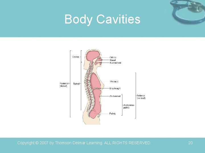 Body Cavities Copyright © 2007 by Thomson Delmar Learning. ALL RIGHTS RESERVED. 20 