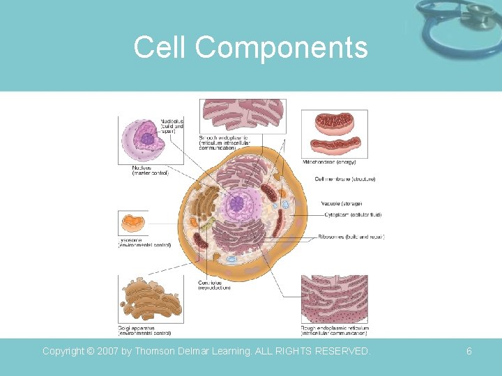 Cell Components Copyright © 2007 by Thomson Delmar Learning. ALL RIGHTS RESERVED. 6 