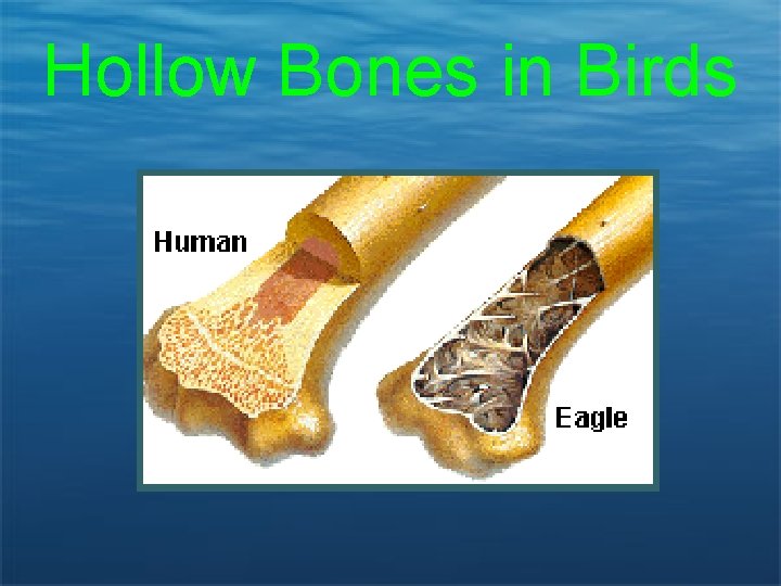 Hollow Bones in Birds 