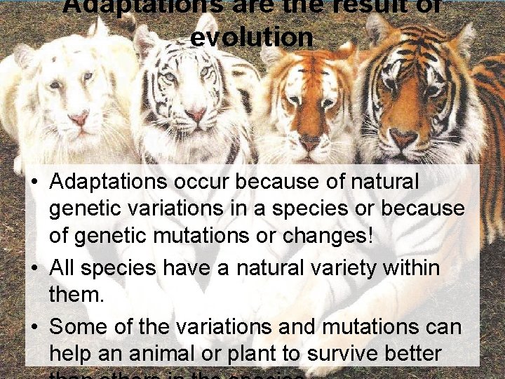 Adaptations are the result of evolution • Adaptations occur because of natural genetic variations