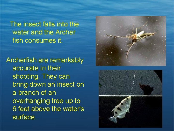 The insect falls into the water and the Archer fish consumes it. Archerfish are