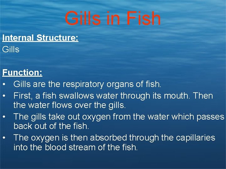 Gills in Fish Internal Structure: Gills Function: • Gills are the respiratory organs of