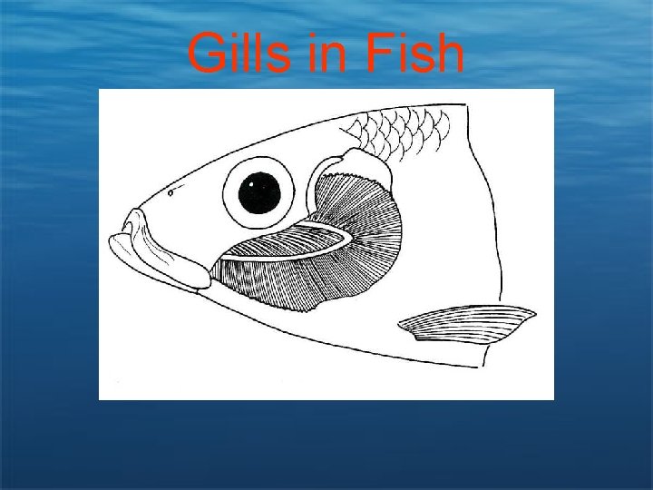 Gills in Fish 