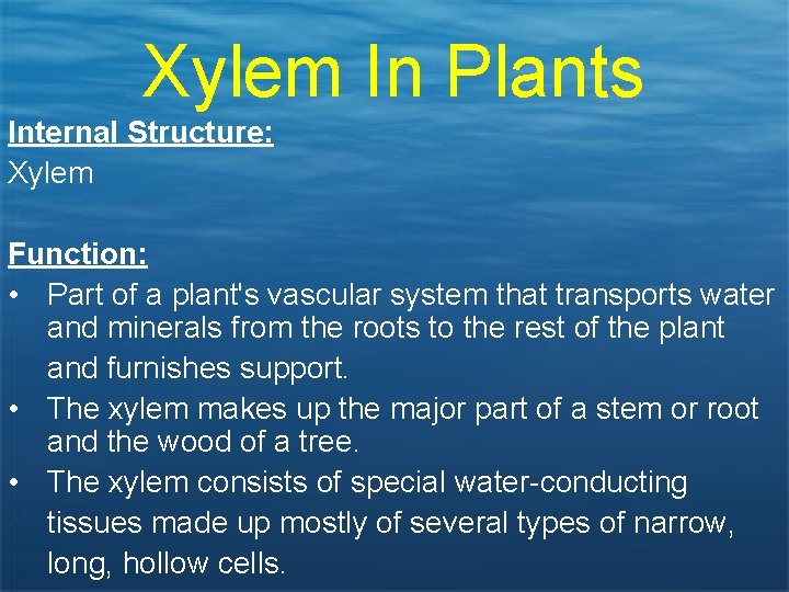 Xylem In Plants Internal Structure: Xylem Function: • Part of a plant's vascular system