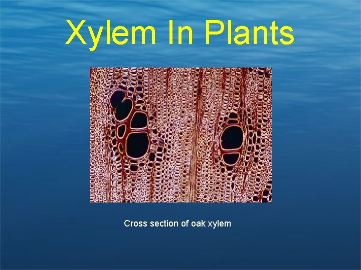 Xylem In Plants Cross section of oak xylem 