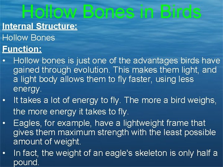 Hollow Bones in Birds Internal Structure: Hollow Bones Function: • Hollow bones is just