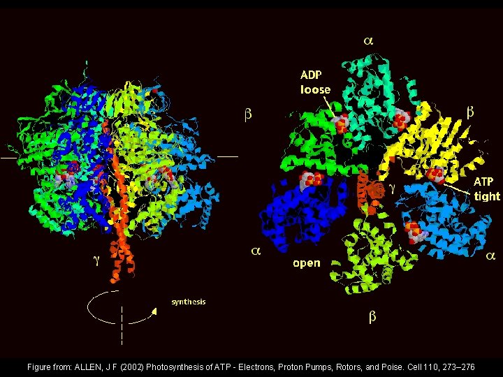 Figure from: ALLEN, J F (2002) Photosynthesis of ATP - Electrons, Proton Pumps, Rotors,