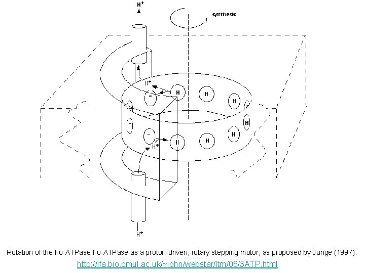 Rotation of the Fo-ATPase as a proton-driven, rotary stepping motor, as proposed by Junge