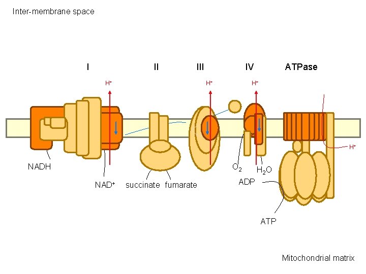 Inter-membrane space I II III H+ IV H+ ATPase H+ H+ NADH O 2