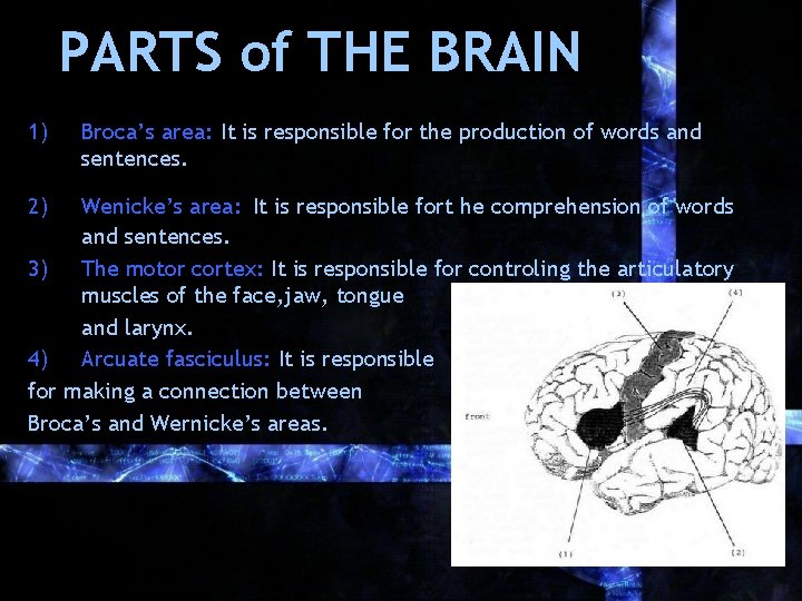 PARTS of THE BRAIN 1) 2) Broca’s area: It is responsible for the production