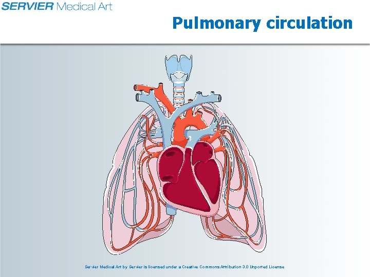 Pulmonary circulation Servier Medical Art by Servier is licensed under a Creative Commons Attribution