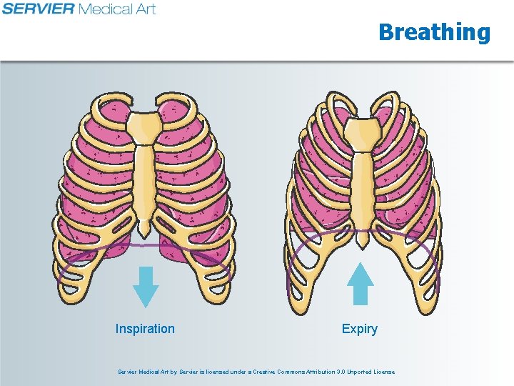 Breathing Inspiration Expiry Servier Medical Art by Servier is licensed under a Creative Commons