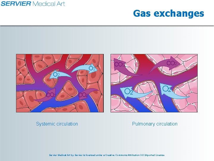 Gas exchanges O 2 CO 2 Systemic circulation CO 2 O 2 Pulmonary circulation