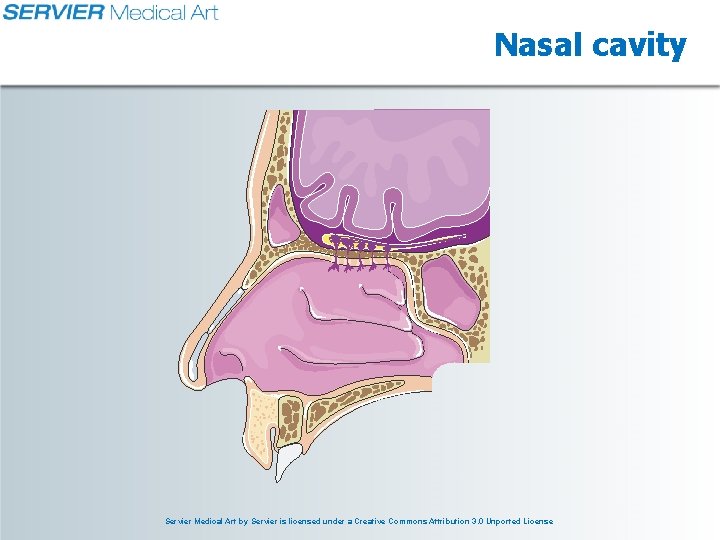 Nasal cavity Servier Medical Art by Servier is licensed under a Creative Commons Attribution