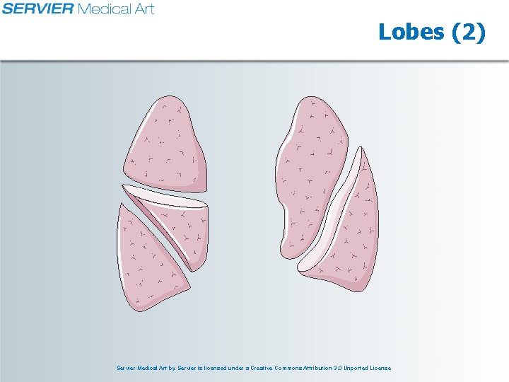 Lobes (2) Servier Medical Art by Servier is licensed under a Creative Commons Attribution