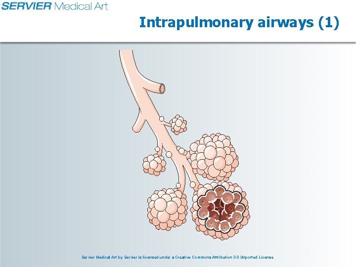 Intrapulmonary airways (1) Servier Medical Art by Servier is licensed under a Creative Commons