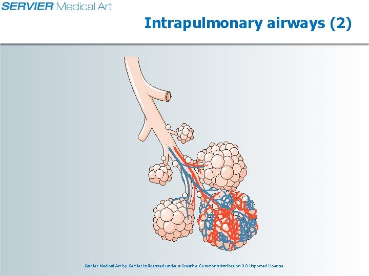 Intrapulmonary airways (2) Servier Medical Art by Servier is licensed under a Creative Commons