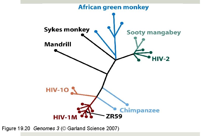 Figure 19. 20 Genomes 3 (© Garland Science 2007) 