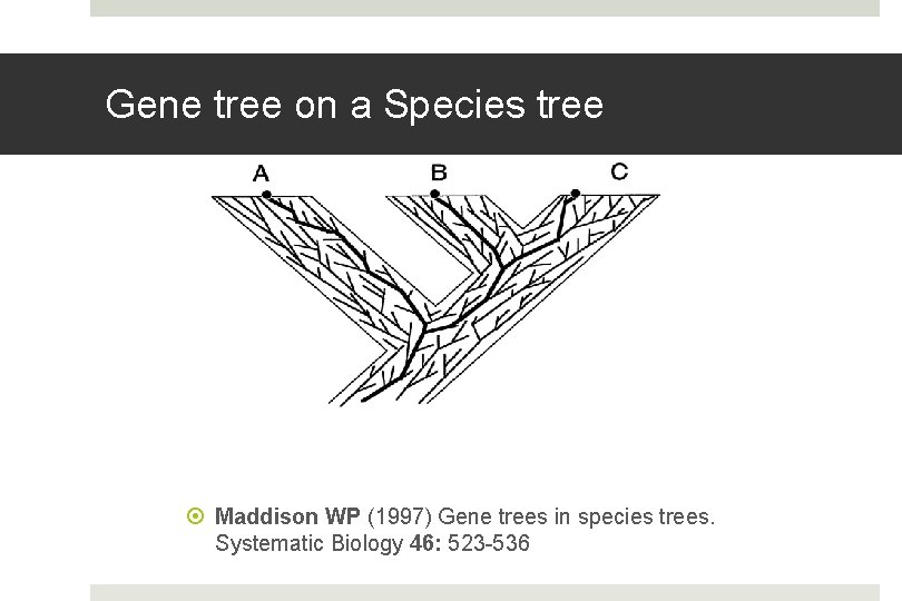 Gene tree on a Species tree Maddison WP (1997) Gene trees in species trees.