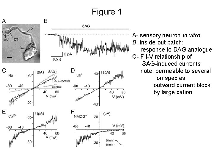 Figure 1 A- sensory neuron in vitro B- inside-out patch: response to DAG analogue