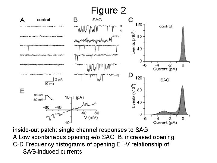 Figure 2 inside-out patch: single channel responses to SAG A Low spontaneous opening w/o