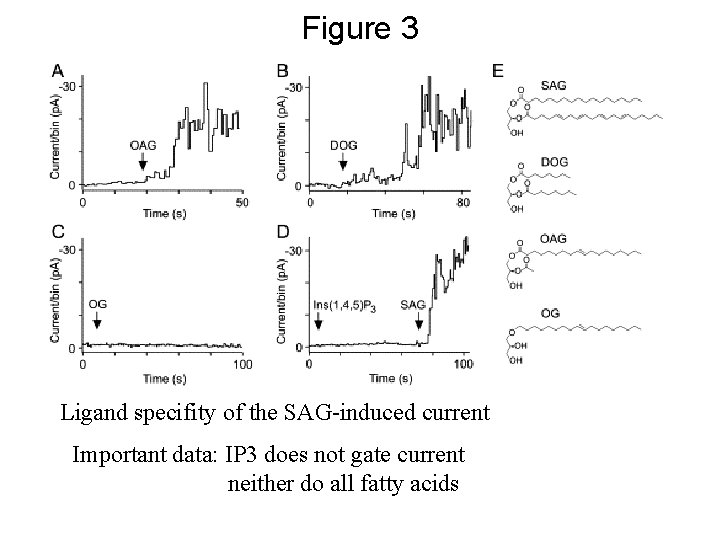 Figure 3 Ligand specifity of the SAG-induced current Important data: IP 3 does not