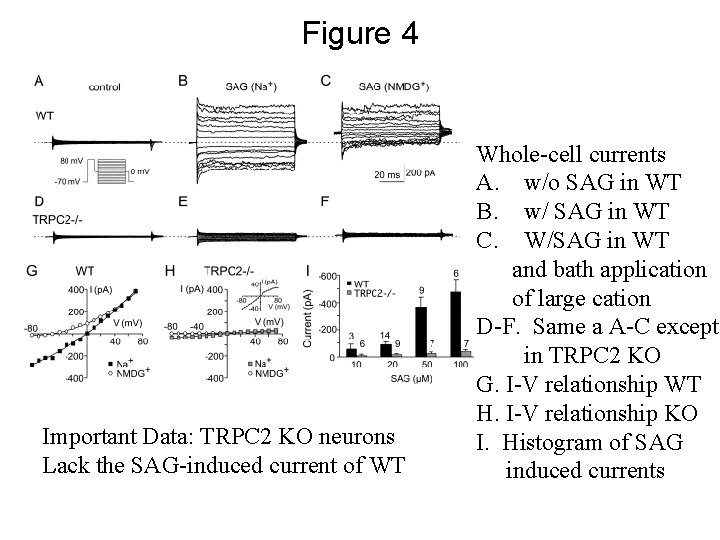 Figure 4 Important Data: TRPC 2 KO neurons Lack the SAG-induced current of WT