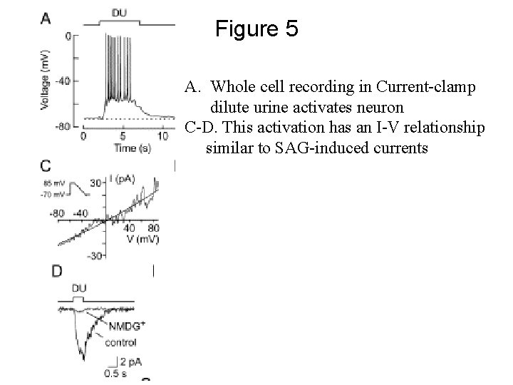 Figure 5 A. Whole cell recording in Current-clamp dilute urine activates neuron C-D. This