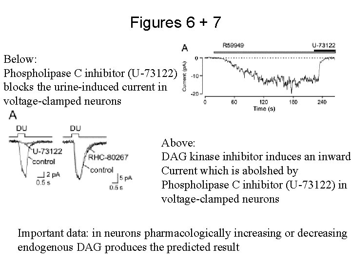 Figures 6 + 7 Below: Phospholipase C inhibitor (U-73122) blocks the urine-induced current in