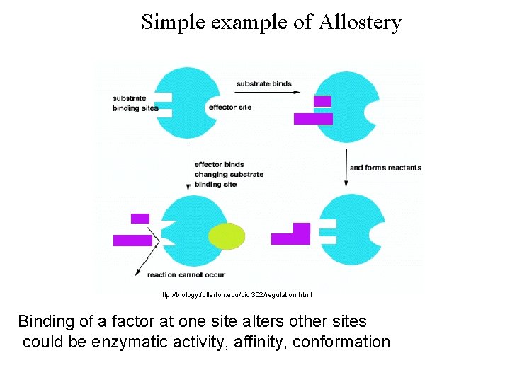 Simple example of Allostery http: //biology. fullerton. edu/biol 302/regulation. html Binding of a factor