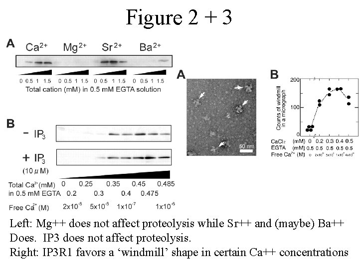 Figure 2 + 3 Left: Mg++ does not affect proteolysis while Sr++ and (maybe)