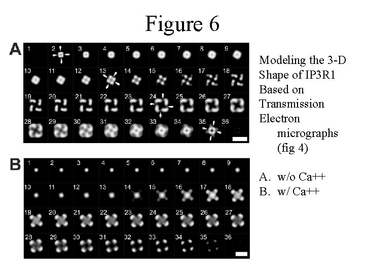 Figure 6 Modeling the 3 -D Shape of IP 3 R 1 Based on