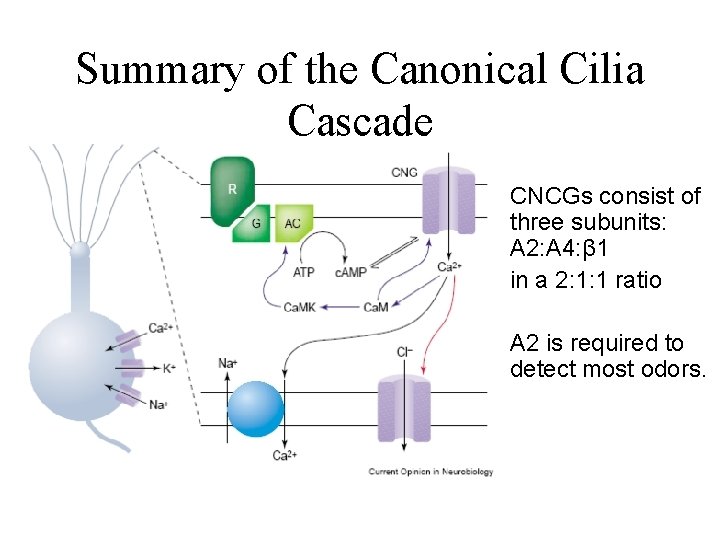 Summary of the Canonical Cilia Cascade CNCGs consist of three subunits: A 2: A