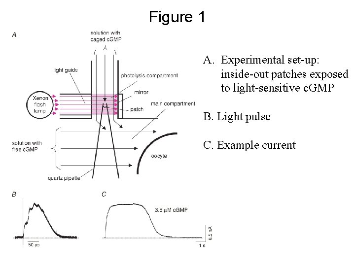 Figure 1 A. Experimental set-up: inside-out patches exposed to light-sensitive c. GMP B. Light
