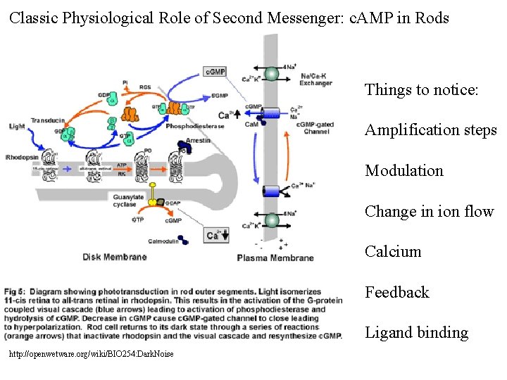 Classic Physiological Role of Second Messenger: c. AMP in Rods Things to notice: Amplification