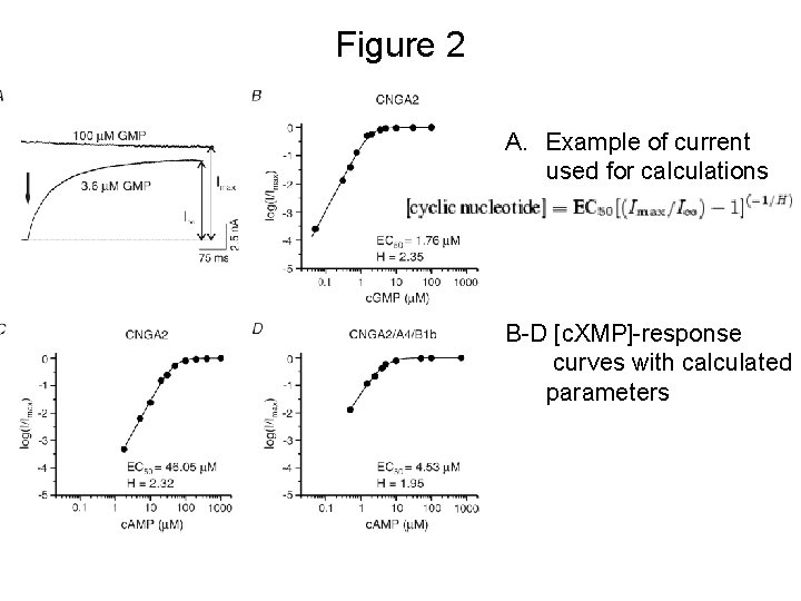Figure 2 A. Example of current used for calculations B-D [c. XMP]-response curves with