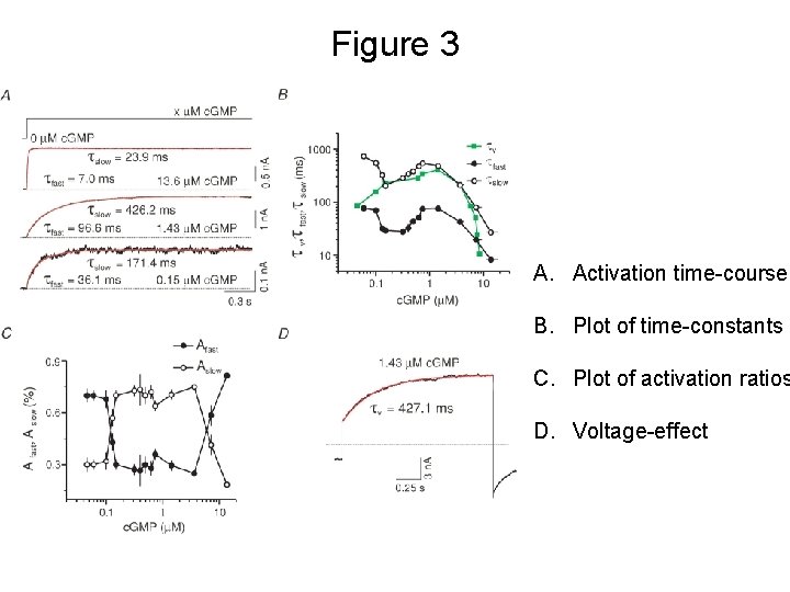 Figure 3 A. Activation time-courses B. Plot of time-constants C. Plot of activation ratios