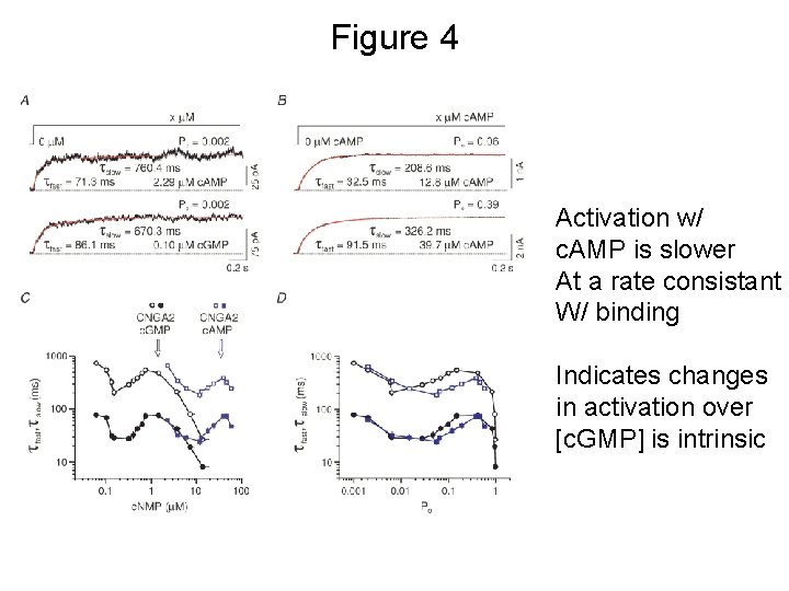 Figure 4 Activation w/ c. AMP is slower At a rate consistant W/ binding